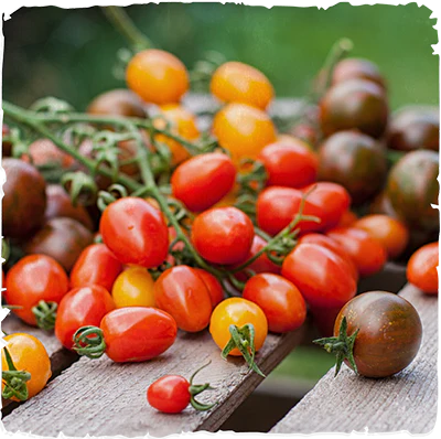 We Speak Fluent Tomato