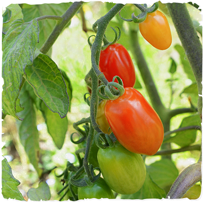 Vine-ripe tomatoes picked at the peak of red.